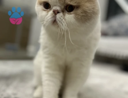 Exotic shorthair oğlumuza gelin adayı arıyoruz