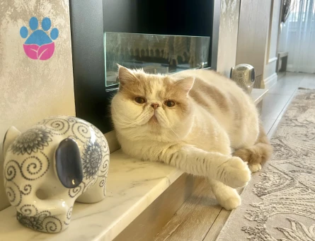Exotic shorthair oğlumuza gelin adayı arıyoruz