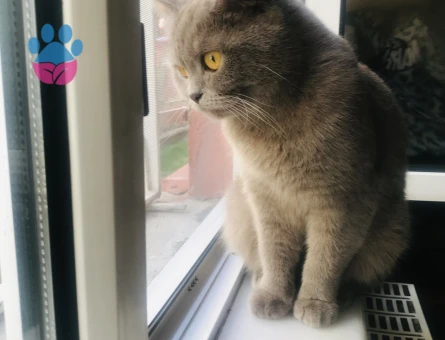 BAL KIZIMIZA EŞ ARIYORUZ