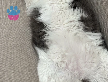 Dünyalar güzeli İNCİR