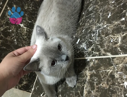 British blue point kızıma eş arıyorum