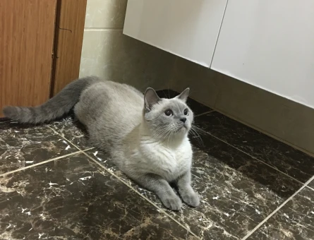 British blue point kızıma eş arıyorum - 118973216