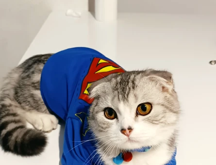 Scottish Fold Erkek Kedime Eş Arıyorum - 118973225