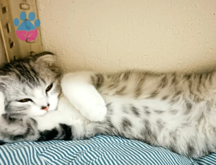Scottish Fold Erkek Kedime Eş Arıyorum