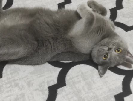 British Shorthair Kızım Eş Arıyor - 118973226