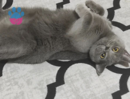 British Shorthair Kızım Eş Arıyor