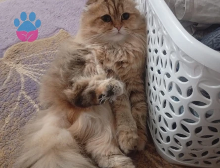 Scotish Fold Golden Kızgınlıkta Eş Arıyor