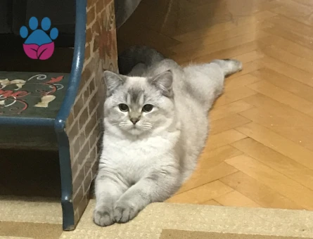 Blue point erkek kedim için eş arıyorum