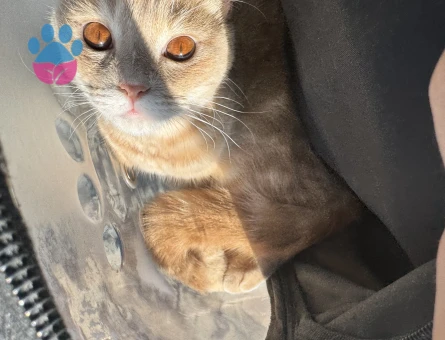 British erkek kedime eş arıyorum