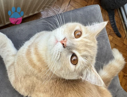 British erkek kedime eş arıyorum