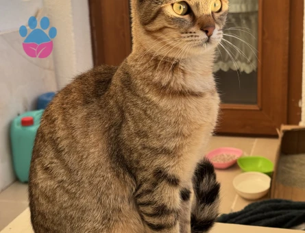 Tekir Kedime Damat Arıyorum