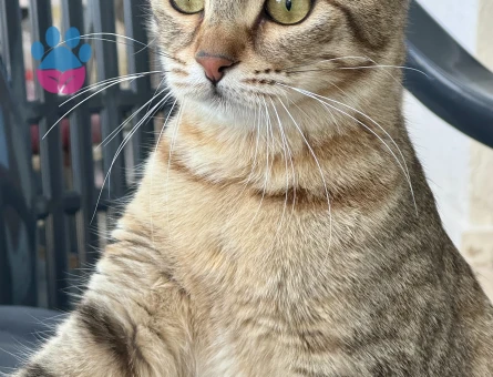 Tekir Kedime Damat Arıyorum