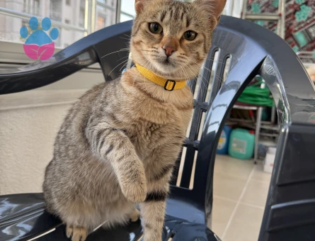 Tekir Kedime Damat Arıyorum