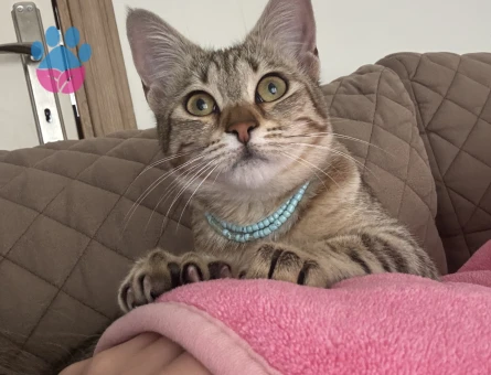 Tekir Kedime Damat Arıyorum