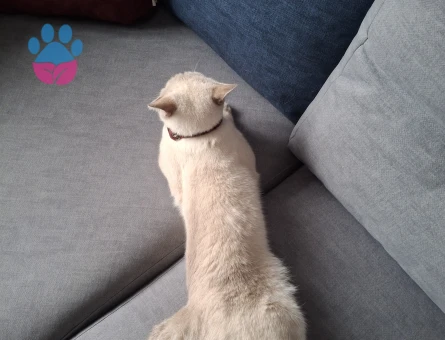 British Shorthair Colorpoint