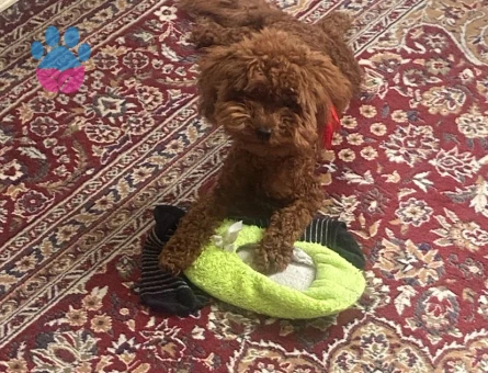 1 yaş 1 aylık toy 0 numara poodle
