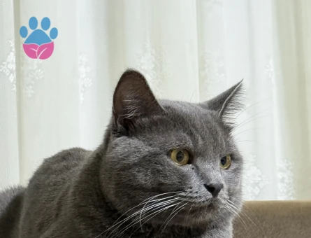 Zıpır beyfendiye gelin arıyorum