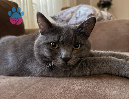 Zıpır beyfendiye gelin arıyorum