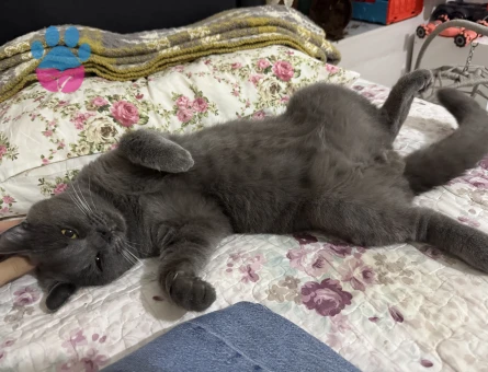 Zıpır beyfendiye gelin arıyorum