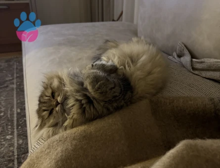 Long Hair Scottish Fold