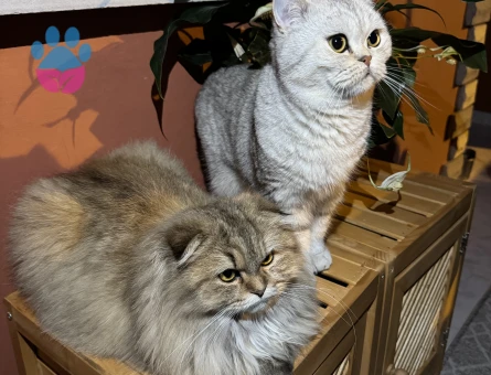 Long Hair Scottish Fold