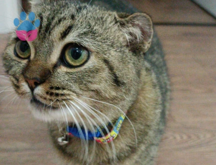 British Shorthair Oğluma eş arıyorum