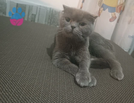 Scottish Fold 1,5 Yaşında Eş arıyor