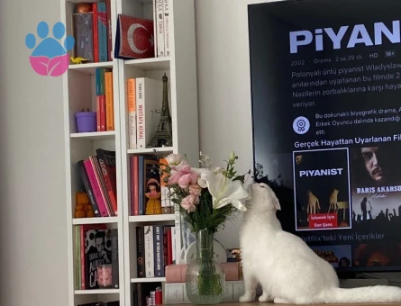 1 yaşında kızımız için eş arıyoruz