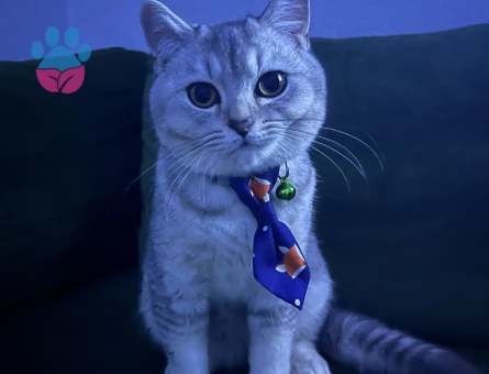 Oğlum boz’a eş arıyorum