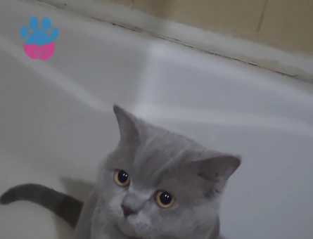 British 1,5 yaşındaki kedime es arıyorum