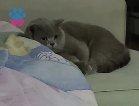 British 1,5 yaşındaki kedime es arıyorum