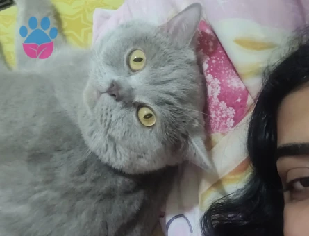 British 1,5 yaşındaki kedime es arıyorum