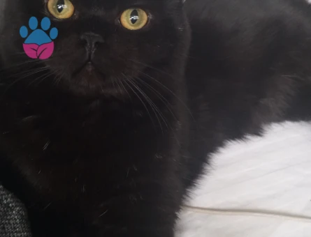 1.5 yaşındaki oğlum Benjamin'e eş arıyoruz