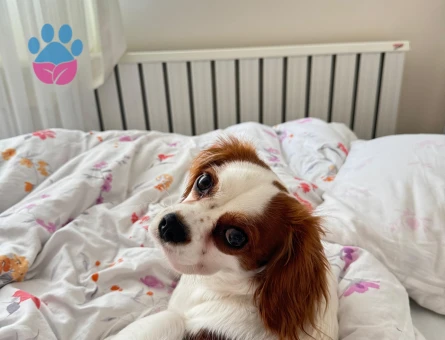 CAVALİER KİNG CHARLES