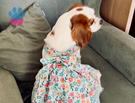 CAVALİER KİNG CHARLES