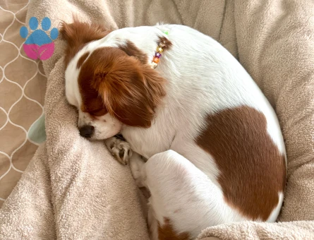 CAVALİER KİNG CHARLES