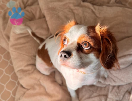 CAVALİER KİNG CHARLES