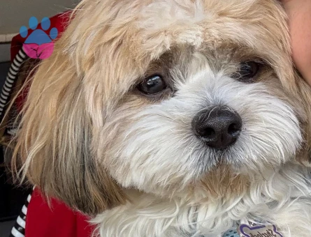 Canım Oğlumuza Çiftleşeceği Bir Prenses Arıyoruz