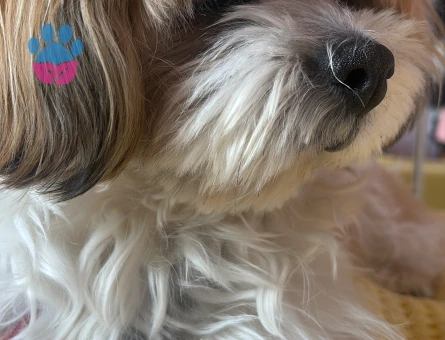 Canım Oğlumuza Çiftleşeceği Bir Prenses Arıyoruz