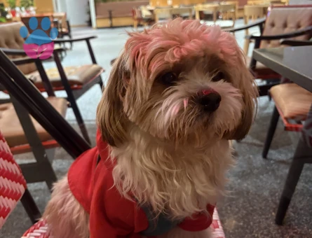 Canım Oğlumuza Çiftleşeceği Bir Prenses Arıyoruz