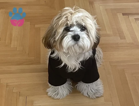 Canım Oğlumuza Çiftleşeceği Bir Prenses Arıyoruz