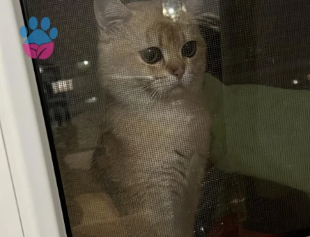 BRITISH GOLDEN SHORTHAİR