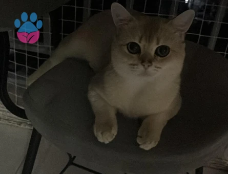 BRITISH GOLDEN SHORTHAİR