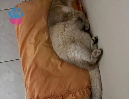 BRITISH GOLDEN SHORTHAİR