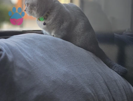 Kızımıza eş arıyoruz tekrar kızgınlıkta