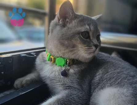 Kızımıza eş arıyoruz tekrar kızgınlıkta