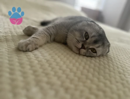 Erkek Scottish fold  kedime eş arıyoruz