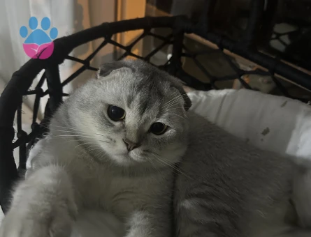 Erkek Scottish fold  kedime eş arıyoruz