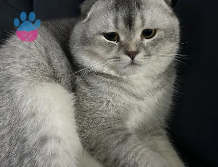Erkek Scottish fold  kedime eş arıyoruz