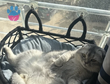Erkek Scottish fold  kedime eş arıyoruz